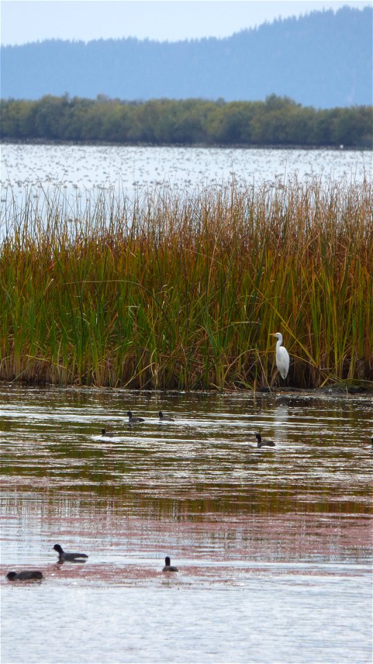 The Wood River Wetland in southern Oregon is popular all year for birders. 
Birds captured in this photo set from Oct. 1, 2015: spoonbills; great egret; ring-billed gull; double-crested cormorant; Ame