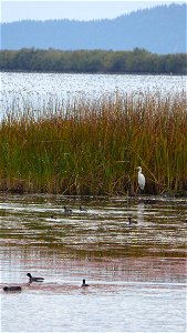 The Wood River Wetland in southern Oregon is popular all year for birders. 
Birds captured in this photo set from Oct. 1, 2015: spoonbills; great egret; ring-billed gull; double-crested cormorant; Ame