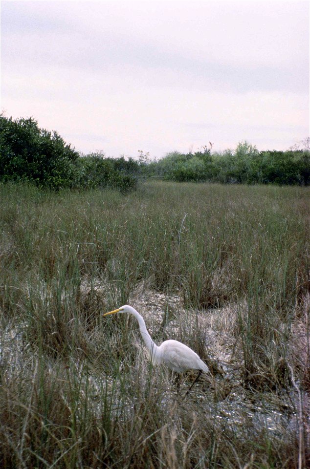 Image title: Desert wetlands
Image from Public domain images website, http://www.public-domain-image.com/full-image/nature-landscapes-public-domain-images-pictures/wetlands-and-swamps-public-domain-im