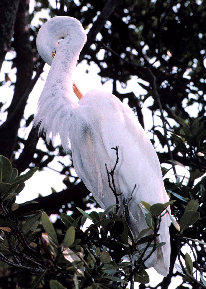 A Great Egret, Casmerodius albus, preens in a tree on an island in Tampa Bay. Great Egrets are another species of bird that become entangled in discarded fishing line in their roosting habitat. Tampa 