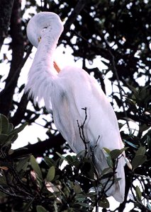 A Great Egret, Casmerodius albus, preens in a tree on an island in Tampa Bay. Great Egrets are another species of bird that become entangled in discarded fishing line in their roosting habitat. Tampa 