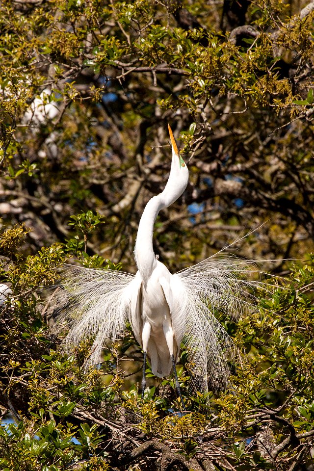 Photo credit: Mike Carlo/U.S. Fish & Wildlife Service