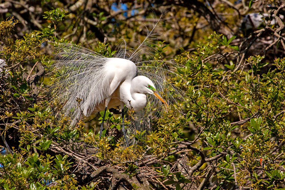 Photo credit: Mike Carlo/U.S. Fish & Wildlife Service