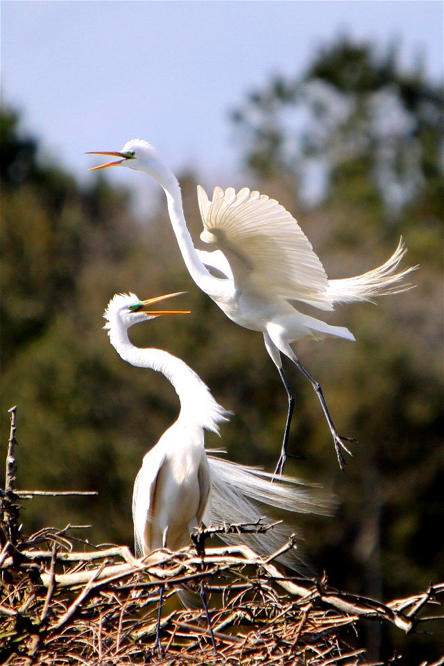 Harris Neck National Wildlife Refuge, Georgia. Photo: Bonita Caldwell/USFWS
