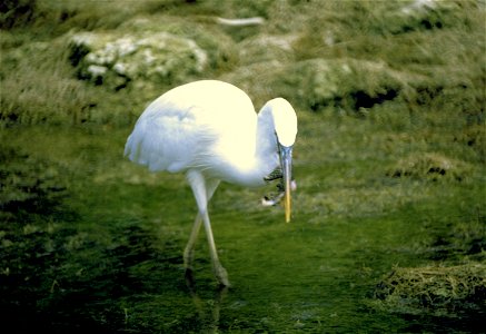 Everglades National Park
Description  Everglades National Park, largest subtropical wilderness in the United States, boasts rare and endangered species. It has been designated a World Heritage Site, I