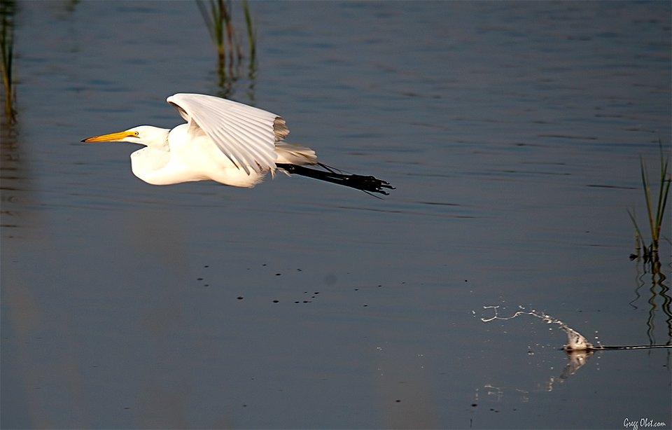Bombay Hook National Wildlife Refuge, DE

Photo: Gregg Obst, Creative Commons