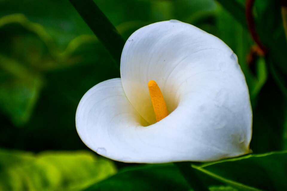 Nice flower beautiful shell pretty flower