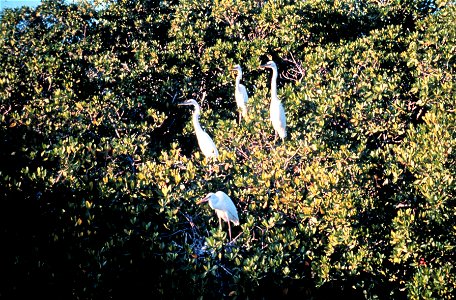 Great egret using mangrove trees as roosting site. Florida Keys National Marine Sanctuary. photo
