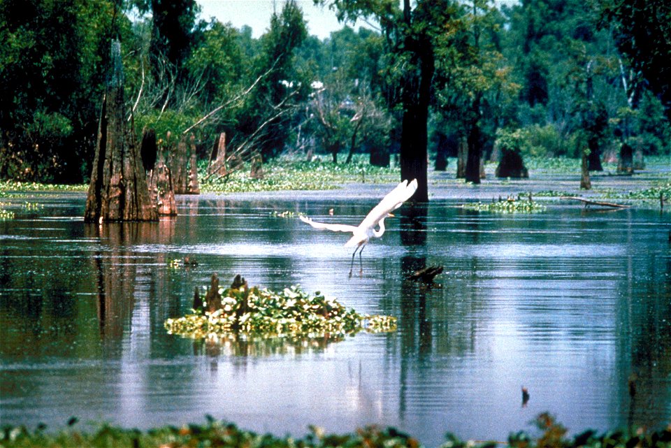 A scene in the Atchafalaya Basin in Louisiana, USA, in the Sherburne Complex Wildlife Management Area, a Nature Conservancy reserve. photo