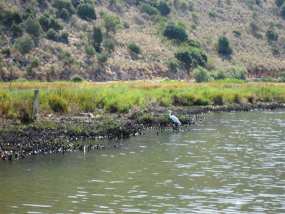 Ambracian Gulf in Greece, Heron.