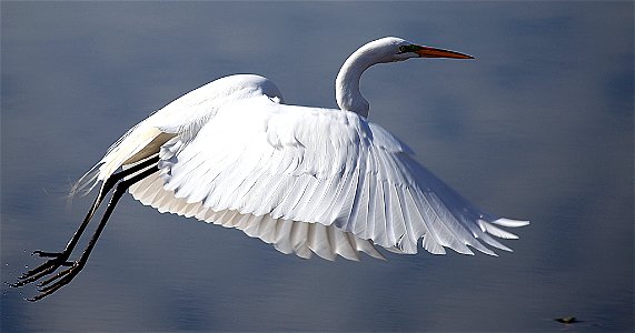 Great Egret Flying, Nps photo, G&K Ladner