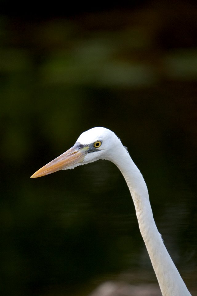 Great Egret (1), NPSPhoto, R. Cammauf (1)
