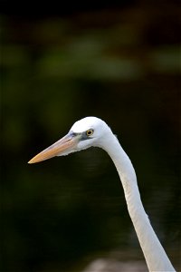 Great Egret (1), NPSPhoto, R. Cammauf (1)