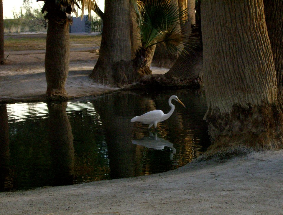 Great Egret at Agua Caliente Springs, near Tucson, AZ, photo taken at 4:56:50 p.m. 03/25/07