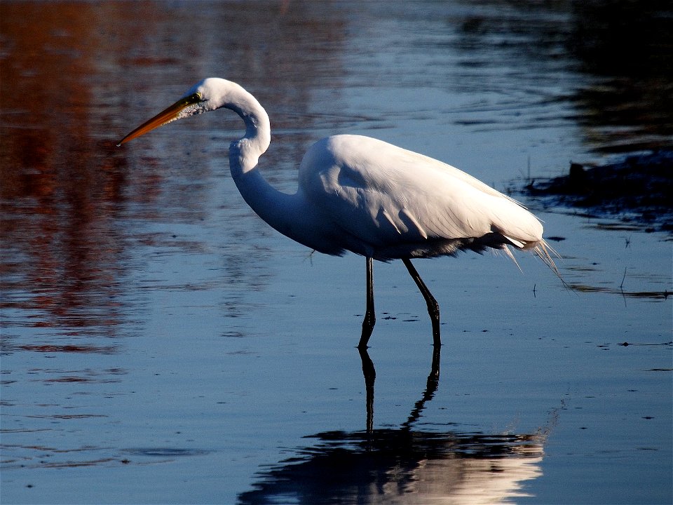 A Great Egret (Ardea alba) prowls a tidal flat for dinner. Photo taken with an Olympus E-P1 in the Merritt Island National Wildlife Refuge, FL, USA.Cropping and post-processing performed with The GIMP