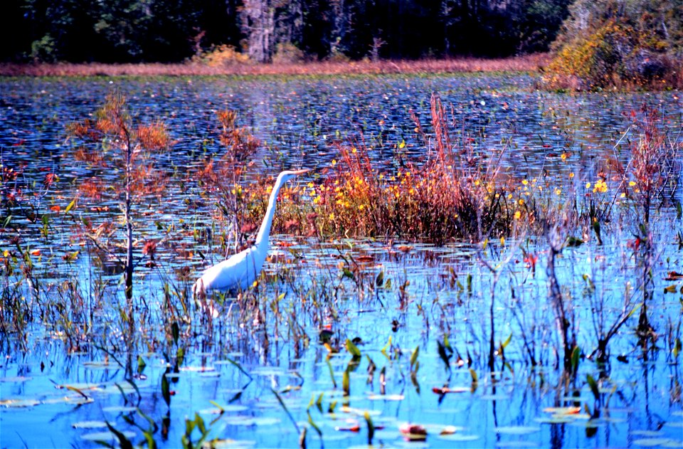 Weeks Bay National Estuarine Research Reserve. A great egret stalking its lunch among new cypress shoots.  Weeks Bay, Alabama.