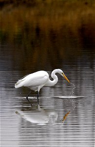 A great egret (Ardea alba) fishing in a pond!   
The BLM manages public lands in Oregon and Washington that are home to some of the most diverse and incredible wildlife species and habitats. 
The BLM 