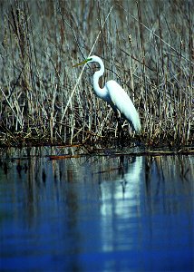 Great egret in the prairie pothole region of South Dakota.