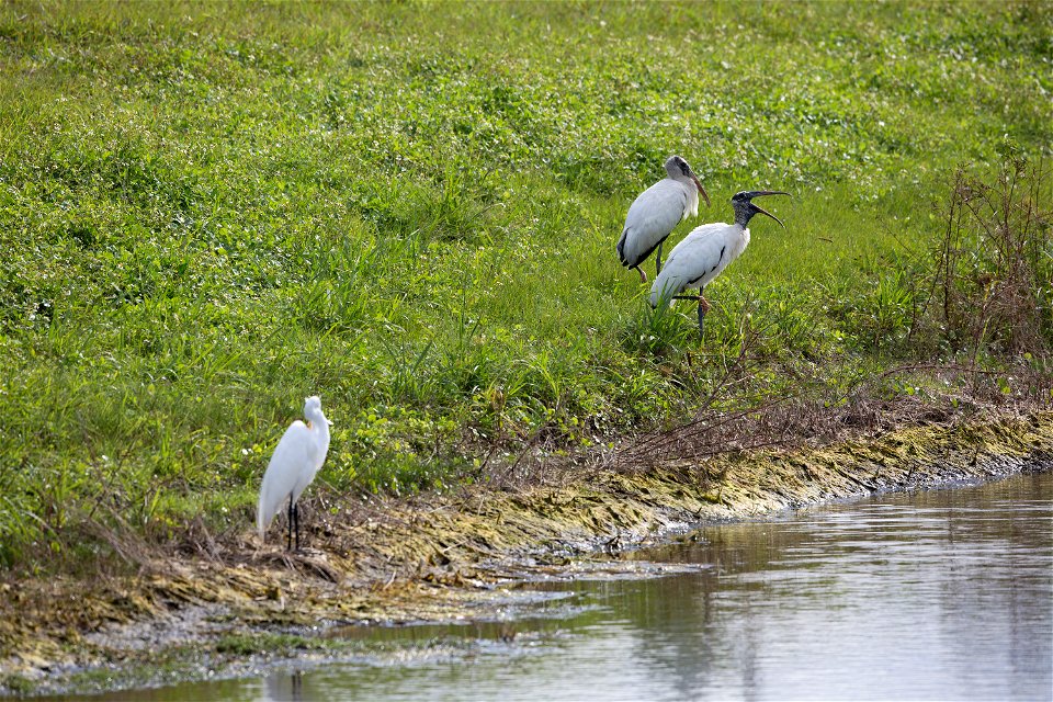 A great white heron shares the bank of the turn basin with a couple of wood storks in Launch Complex 39 at NASA's Kennedy Space Center in Florida. The turn basin provides a haven for birds and other w