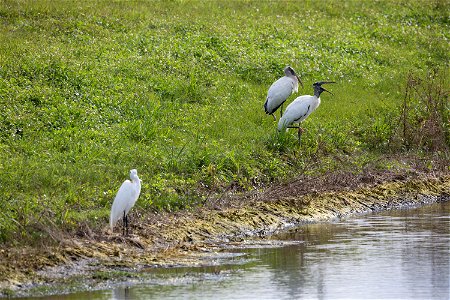 A great white heron shares the bank of the turn basin with a couple of wood storks in Launch Complex 39 at NASA's Kennedy Space Center in Florida. The turn basin provides a haven for birds and other w photo