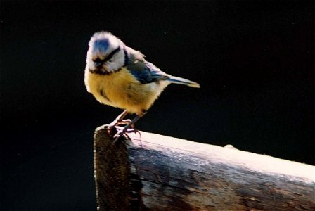 Blue titmouse (Parus caeruleus) sitting on a log. photo