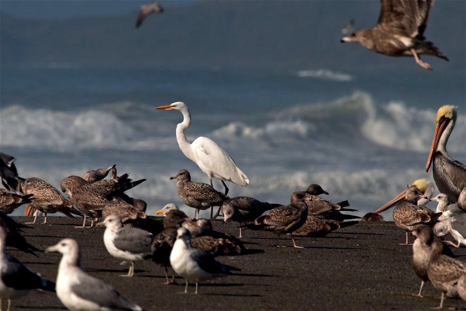 Great Egret, gulls, pelicans

You are free to use this image with the following photo credit: Peter Pearsall/U.S. Fish and Wildlife Service