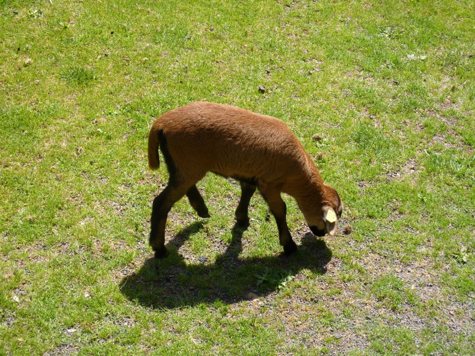 Meadow landscape eat