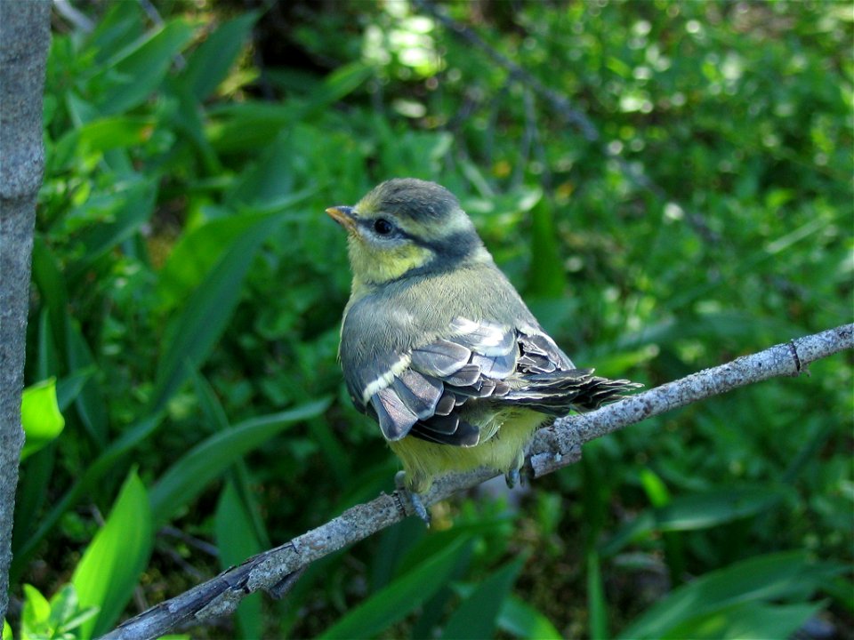 A fledgling blue tit (Parus caeruleus).