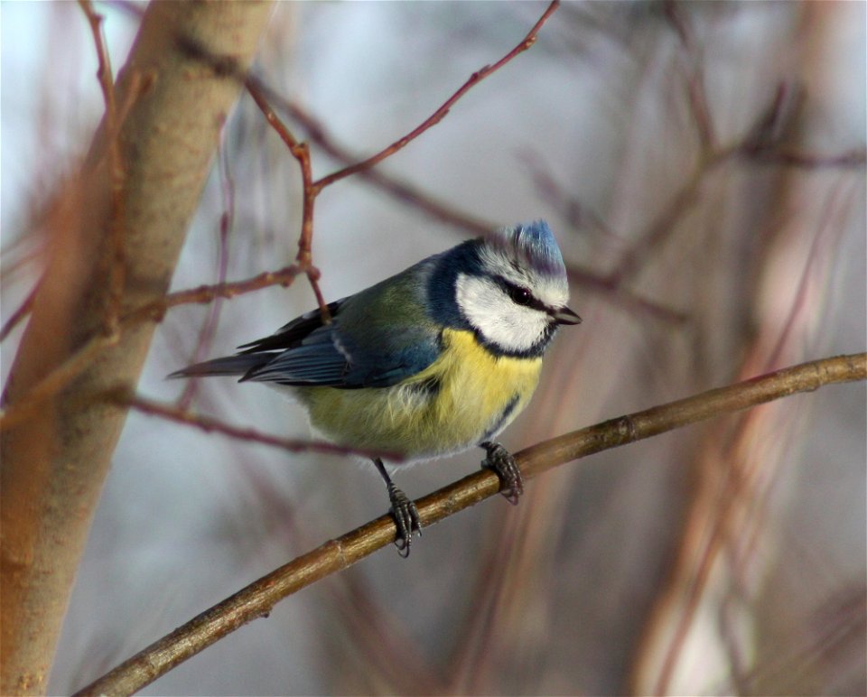 Blue Tit (Cyanistes caeruleus) in Hollihaka Park, Oulu.
