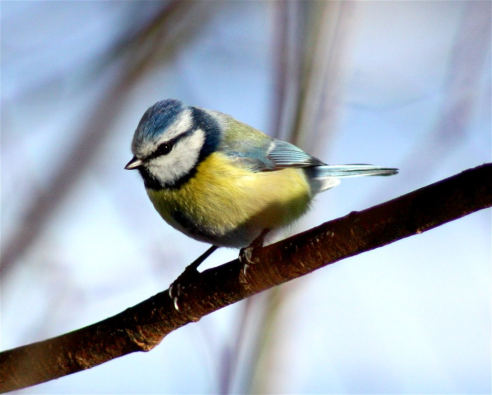 Blue Tit (Cyanistes caeruleus) in Hollihaka Park, Oulu.