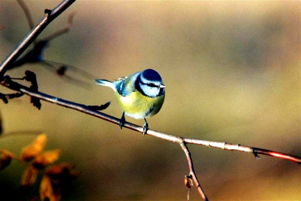 A blue titmouse (Cyanistes caeruleus) sitting on branch