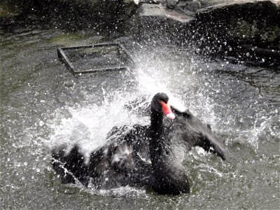 Black Swan at Matsue Vogel Park