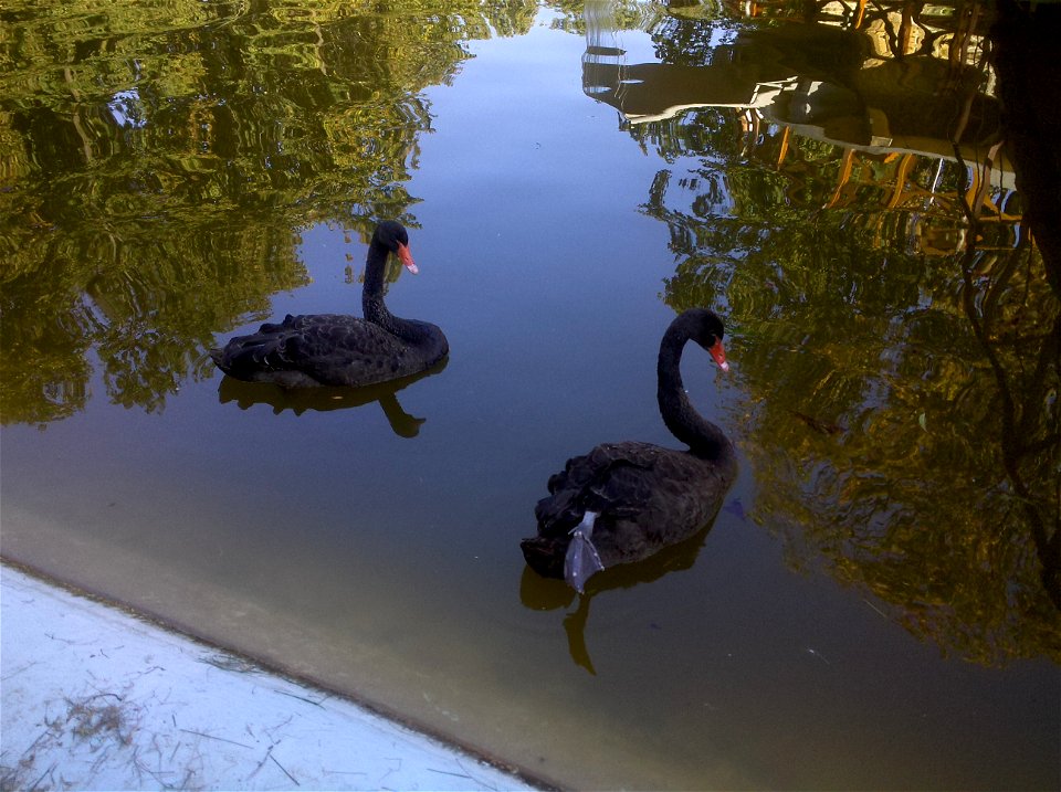 cisnes negros en el parque municipal de Roman en Rumania
Română:  lebede negre în parcul municipal din Roman