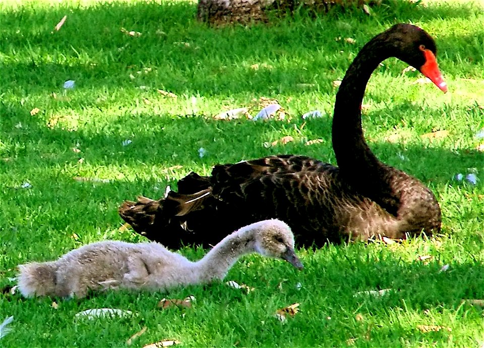 Black Swan (Cygnus atratus) and cygnet. Photo D.M. Vernon, 2006
Summary
Black Swan (Cygnus atratus) and cygnet.  Photo D.M. Vernon, 2006
