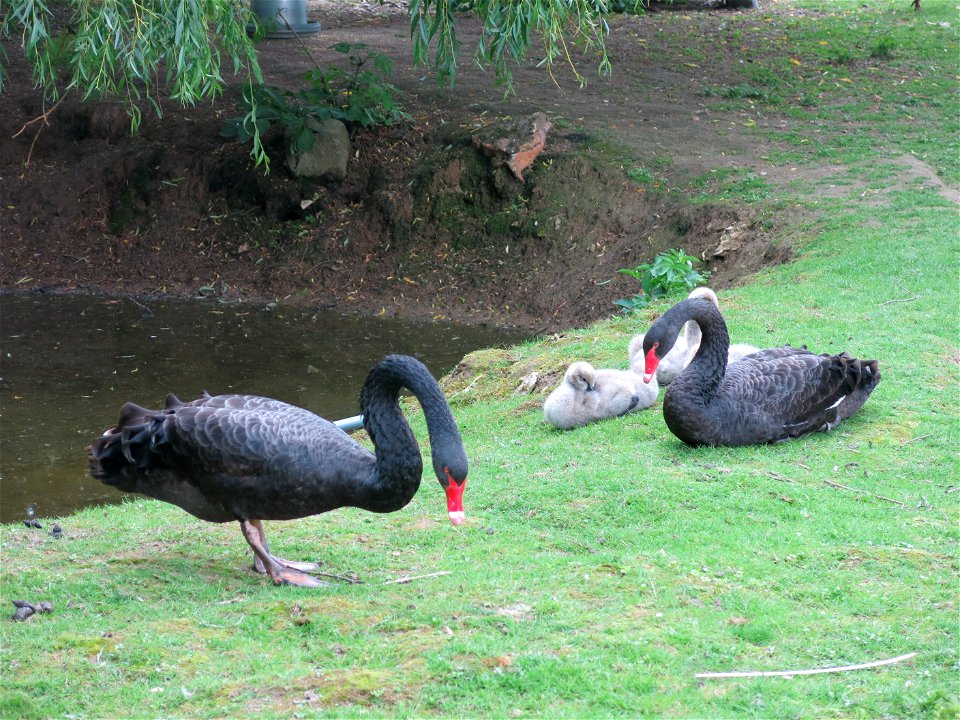 Black swans in the zoo of the bois d'Attily (Seine-et-Marne, France).
