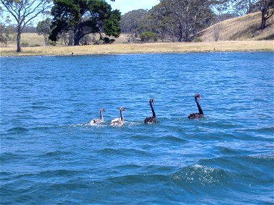 Black Swans floating along in the Gippsland Lakes (Eastern Victoria, Australia). Photo taken near Paynesville, Victoria. from en wikipedia,uploader(Phanton photo