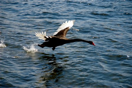 Australian Black Swan (Cygnus atratus) taking off from Lake Pupuke photo