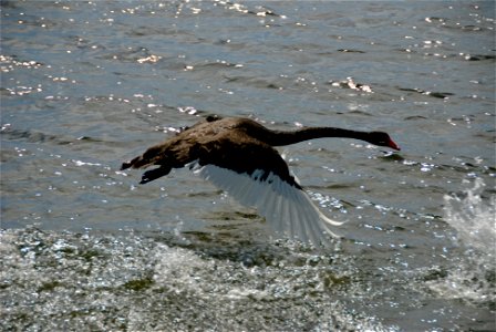 Australian Black Swan (Cygnus atratus) taking off from Lake Pupuke photo