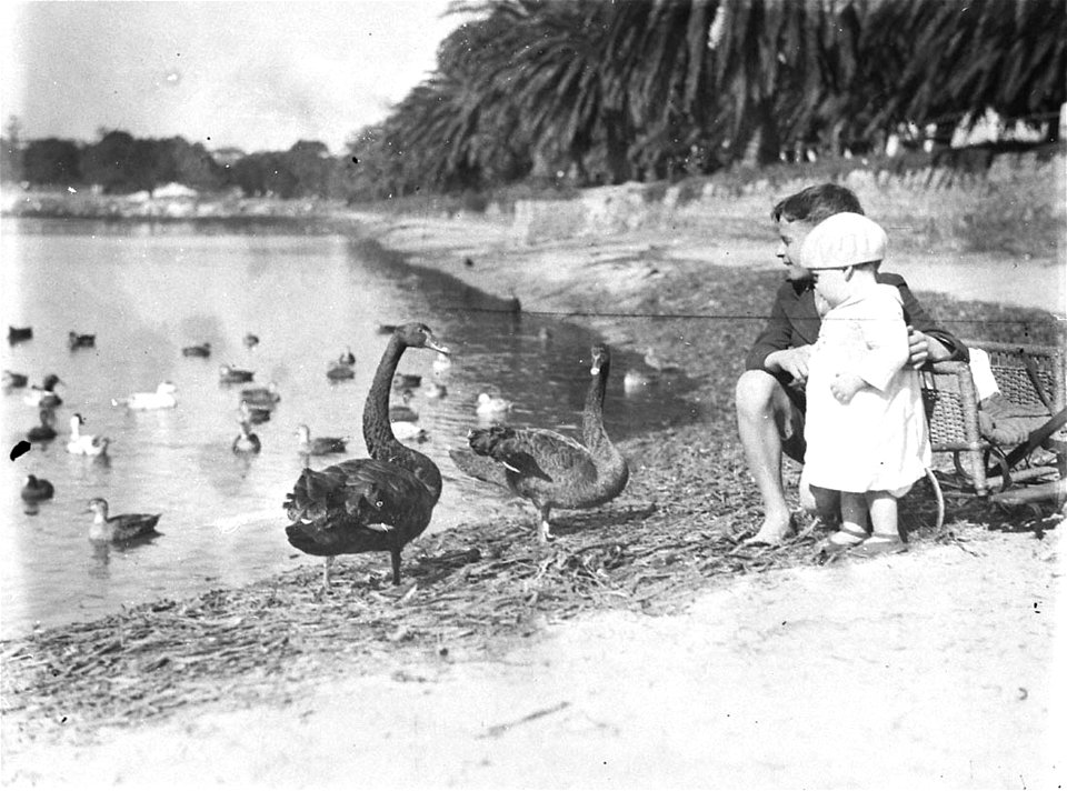 Children with black swans and ducks in Centennial Park
