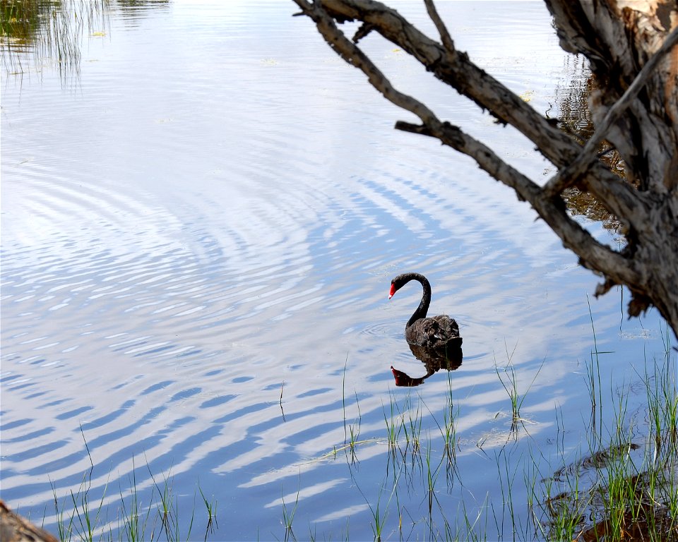 Black Swan Cygnus atratus, Blackadder creek, Western Australia.