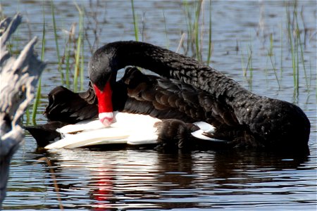 Yet another image of Cygnus atratus, a species considered to be impossible. The feathers of the species are well known to be almost black, the specimen here is preening and the white flight feathers photo