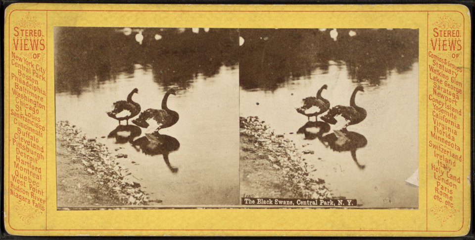 The black swans, Central Park, N.Y.  Stereo views.