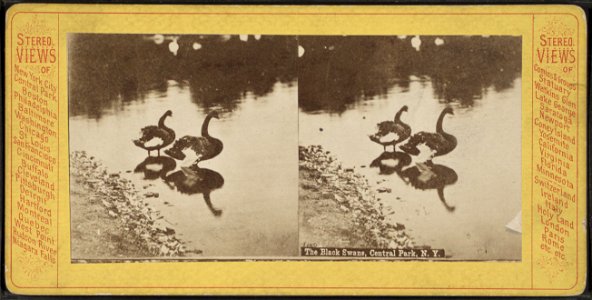 The black swans, Central Park, N.Y. Stereo views. photo