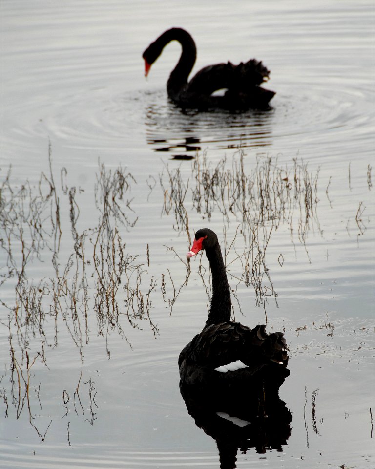 One pair (gender unknown!?) of Cygnus atratus, Black Swans, on Lake Claremont, Western Australia. Low light, early in the day, iconic shapes, silhouette, reflections.