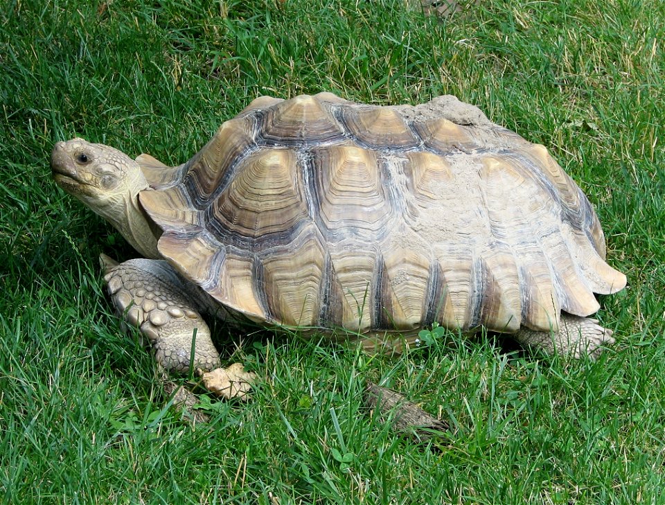 African Spurred Tortoise (Geochelone sulcata)
