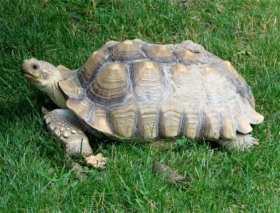 African Spurred Tortoise (Geochelone sulcata)