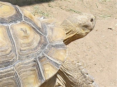 African Spurred Tortoise at Las Vegas Zoo