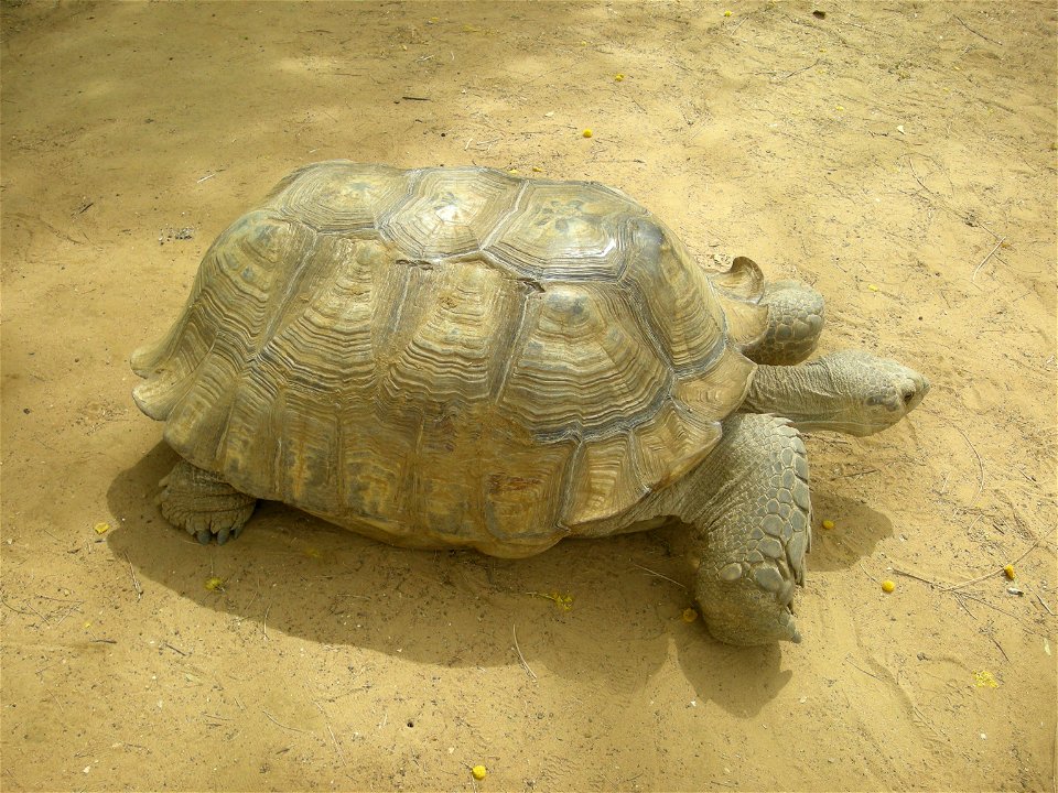 Tortue Geochelone sulcata à la Réserve de Bandia (Sénégal)