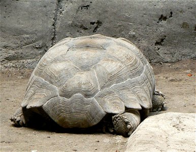 Geochelone sulcata (african tourtle)from the zoo in mexico city photo