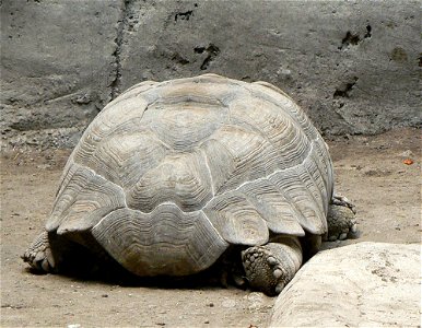 Geochelone sulcata (african tourtle)from the zoo in mexico city